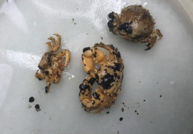 428092_brazil_oil_spill_fishermen_36801 cdc654dc99ef44ac81ff3df1d26bda38 676x472.jpg