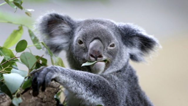 428103_koala 676x443.jpeg