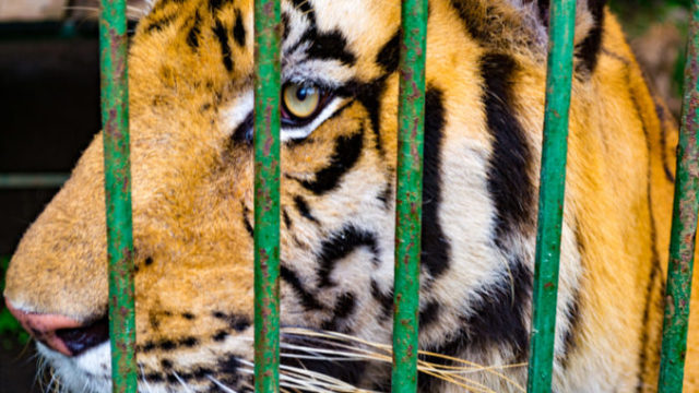 428149_tiger 676x461.jpg