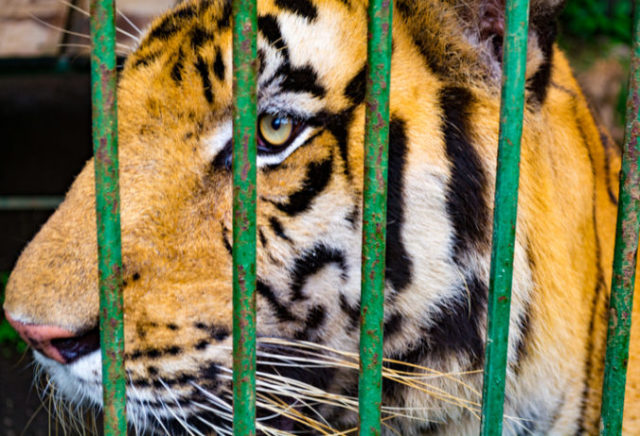 428149_tiger 676x461.jpg