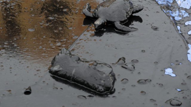 428339_ropna skvrna 676x451.jpg