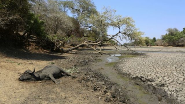 428654_mana pools sucho 676x451.jpg