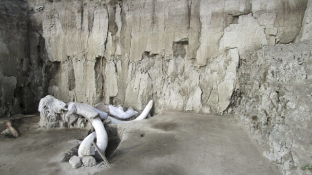 428745_mamut 676x443.jpg
