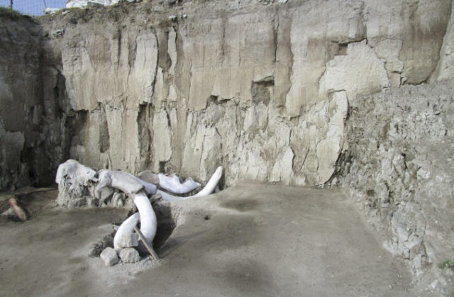 428745_mamut 676x443.jpg