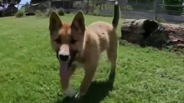 428771_dingo 676x482.jpg