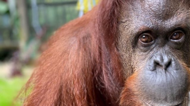 428826_sandra_the_orangutan_73693 05146faebf96425c974ef8d8b09d3b7c 676x518.jpg