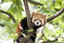 429890_panda 676x451.jpg