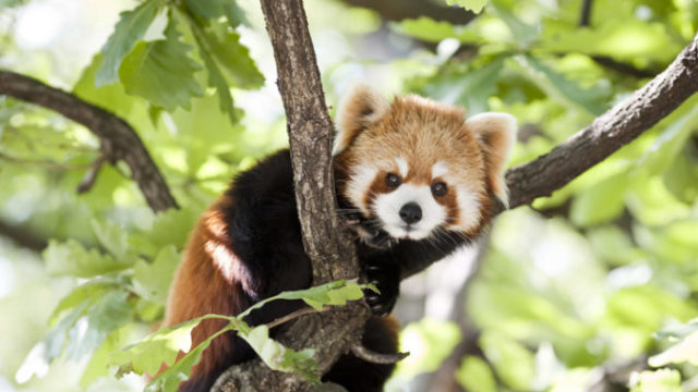 429890_panda 676x451.jpg