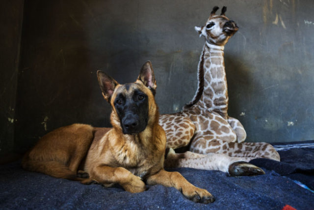429956_aptopix_south_africa_orphan_giraffe_10063 912dc1b4e32542deaf6c8c181eeb47aa 676x451.jpg