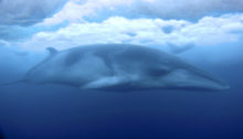 430576_new_zealand_antarctic_whales_97070 6b713f6ca3244317b9a6587492ca1636 676x387.jpg