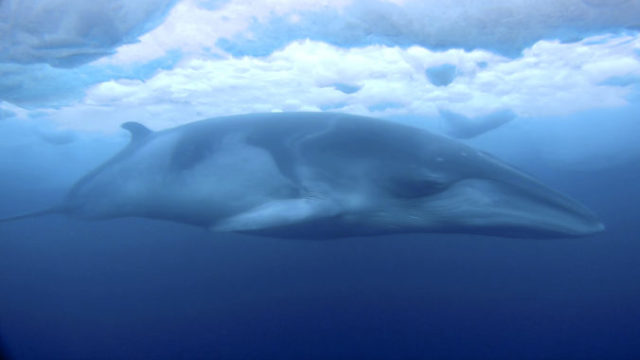 430576_new_zealand_antarctic_whales_97070 6b713f6ca3244317b9a6587492ca1636 676x387.jpg