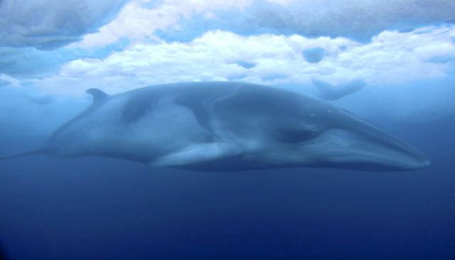 430576_new_zealand_antarctic_whales_97070 6b713f6ca3244317b9a6587492ca1636 676x387.jpg