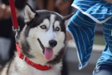 430810_sibirsky husky 676x451.jpg