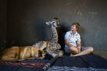 431007_aptopix_south_africa_orphan_giraffe_56985 6c756fcbc58e4546b7136bd45341d51f 676x451.jpg