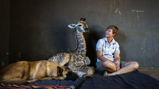 431007_aptopix_south_africa_orphan_giraffe_56985 6c756fcbc58e4546b7136bd45341d51f 676x451.jpg