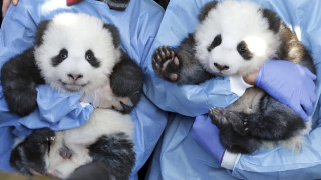 431175_panda 676x411.jpg