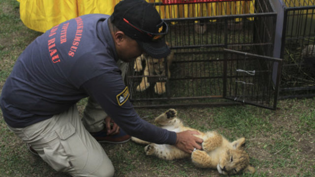 431648_indonezia 1 676x451.jpg