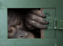 432028_orangutan 676x497.jpg