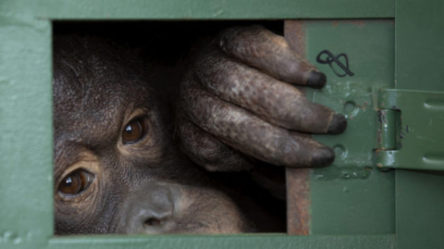 432028_orangutan 676x497.jpg
