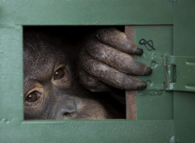 432028_orangutan 676x497.jpg