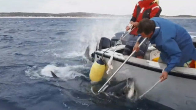 432838_utok zraloka autralia youtube 676x330.jpg