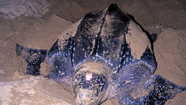 432927_gettyimages 461219629 676x489.jpg