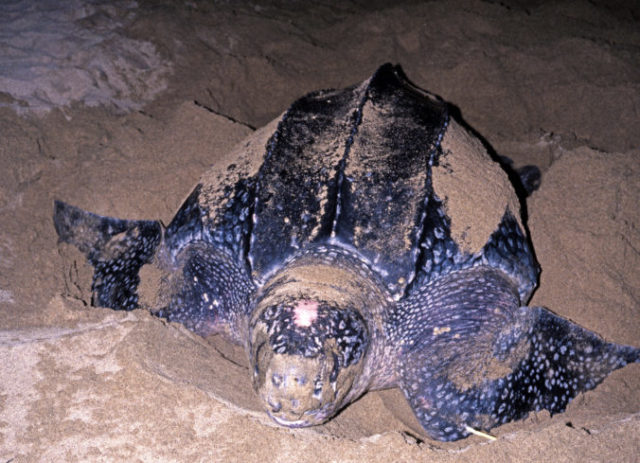 432927_gettyimages 461219629 676x489.jpg
