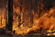 433062_australia_wildfires_99663 f46e504818b549fe982118bf4c213168 676x451.jpg
