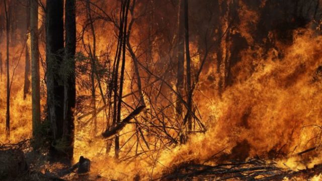 433062_australia_wildfires_99663 f46e504818b549fe982118bf4c213168 676x451.jpg