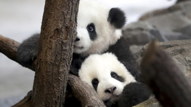 434293_germany_zoo_pandas_32577 cc122ae2d1004d4aa2c2b4e4e84088e8 676x445.jpg