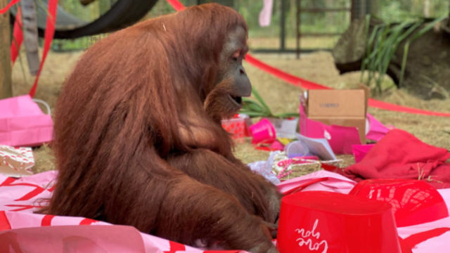435420_sandra_the_orangutan_49238 dc53663d54f942e38d92cb83d2b90f89 676x508.jpg