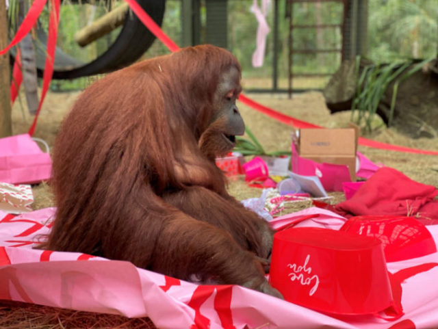 435420_sandra_the_orangutan_49238 dc53663d54f942e38d92cb83d2b90f89 676x508.jpg
