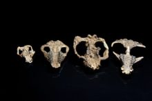 437133_extinction_recovery_18262 a5cd9203970647b3914bec71ea07dd75 676x450.jpg