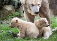437388_netherlands_polar_bear_cubs_52468 e63ca4c43cdb43a78e539453c1343268 676x483.jpg