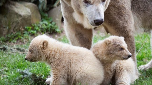 437388_netherlands_polar_bear_cubs_52468 e63ca4c43cdb43a78e539453c1343268 676x483.jpg