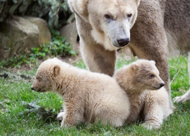 437388_netherlands_polar_bear_cubs_52468 e63ca4c43cdb43a78e539453c1343268 676x483.jpg