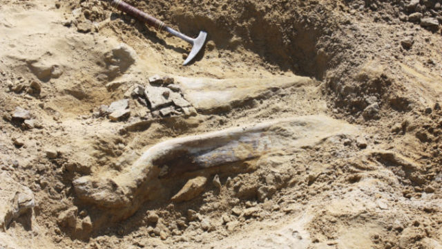 437532_dinosaur_fossil_find_21804 0abc9cffc3634ae3a97a76e36fbc252b 676x451.jpg