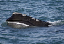 438081_ship_strikes warming_oceans_32536 881ee2bbc948426eb2ad5ddbbaf18691 676x467.jpg