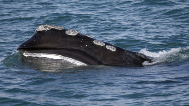 438081_ship_strikes warming_oceans_32536 881ee2bbc948426eb2ad5ddbbaf18691 676x467.jpg