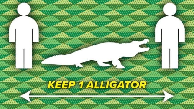 438527_leon odstup aligator 676x424.jpg