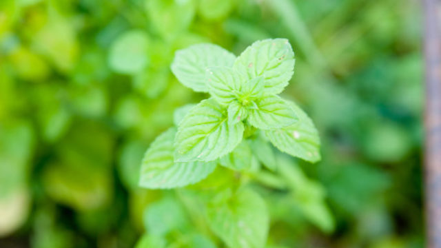 439742_gettyimages 144187730 676x450.jpg