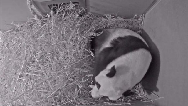 440038_netherlands_panda_cub_24159 1e647423ee324bd9b580d7173278ac10 676x426.jpg