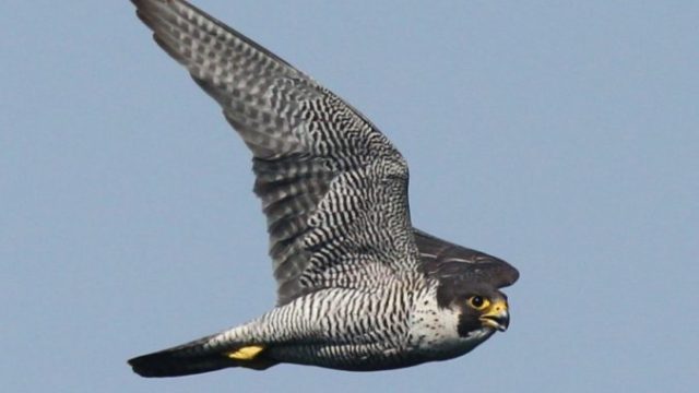 440793_dravce_007 676x483.jpg