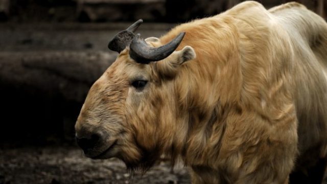 441054_golden retriever takin 4448592_1920 676x433.jpg