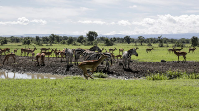 441111_virus_outbreak_virtual_safaris_18267 dfaf41c320b2488d9cd5c6b3a027a794 676x451.jpg