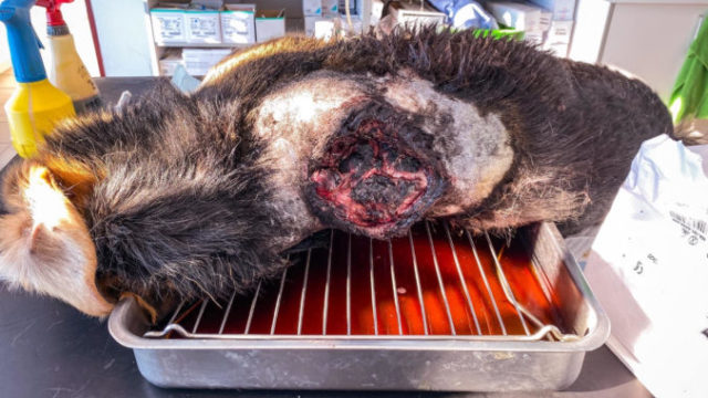 441128_foto cskp_huncovce 676x507.jpg