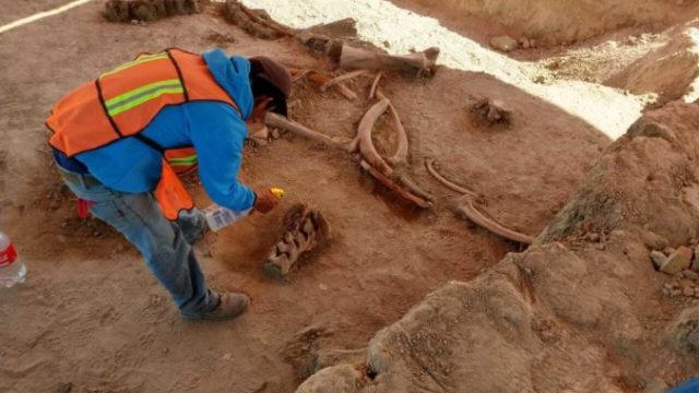 441270_mexico_mammoths_50964 633ab136851d407f8ce6d7032bda122a 676x507.jpg
