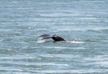441810_canada_humpback_whale_montreal_01002 efaf537dfb4d4875ae7d63ccdcb47ef9 676x464.jpg