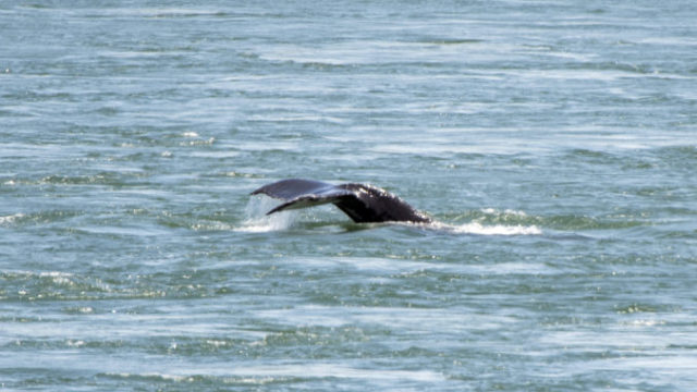 441810_canada_humpback_whale_montreal_01002 efaf537dfb4d4875ae7d63ccdcb47ef9 676x464.jpg