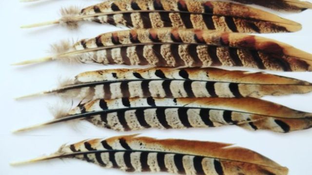 441931_102596052_4344112858935936_3826015931667054592_n 676x507.jpg